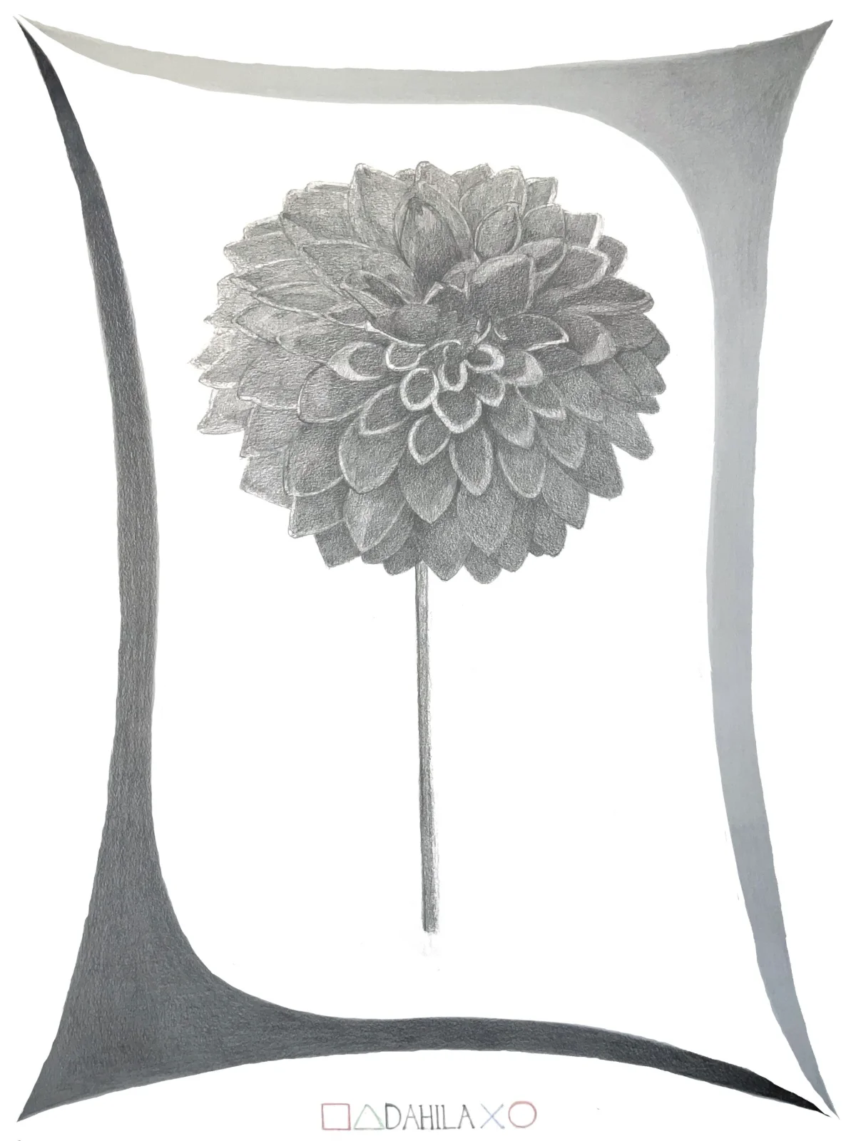 dahlia