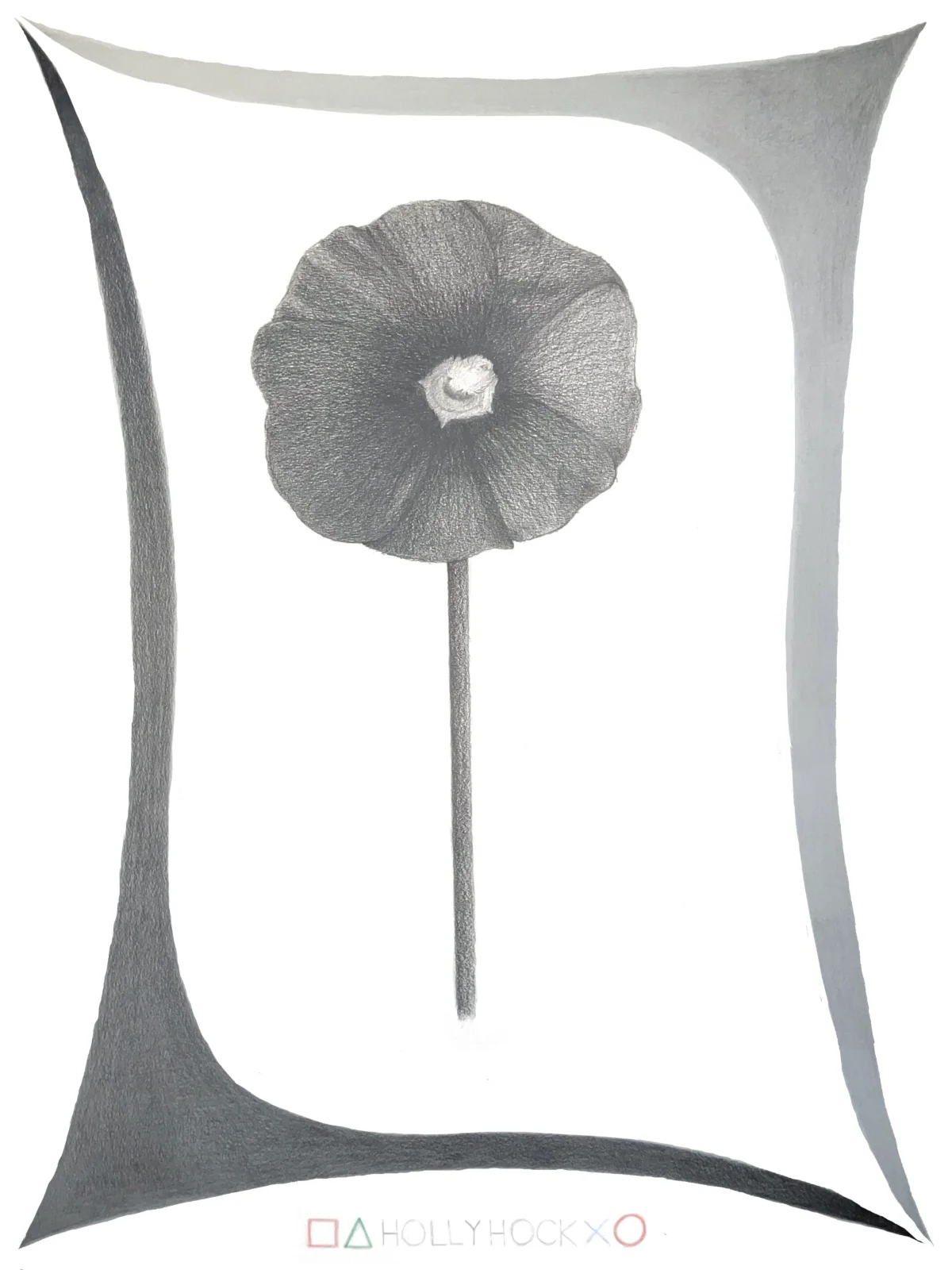 hollyhock