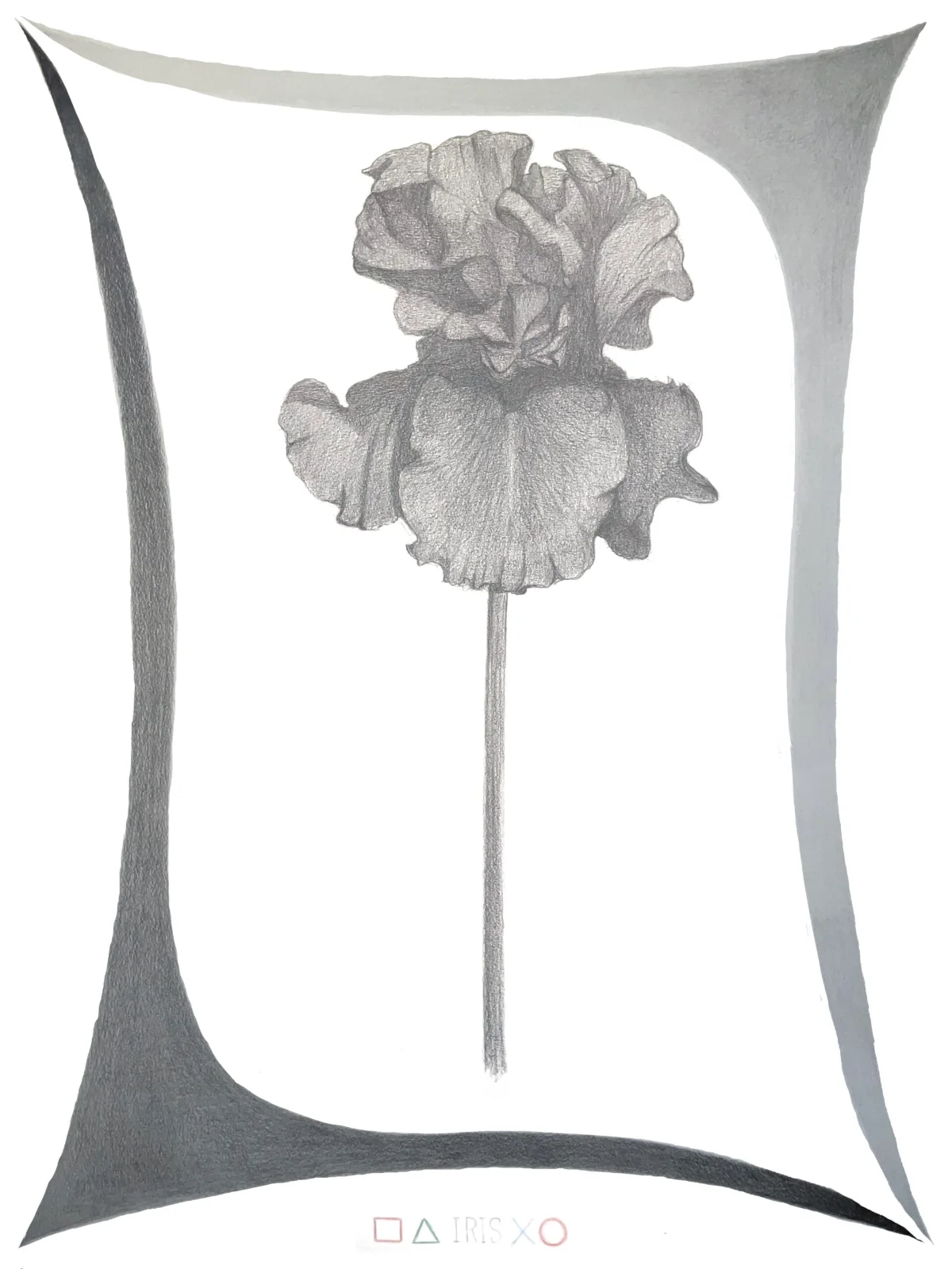 iris