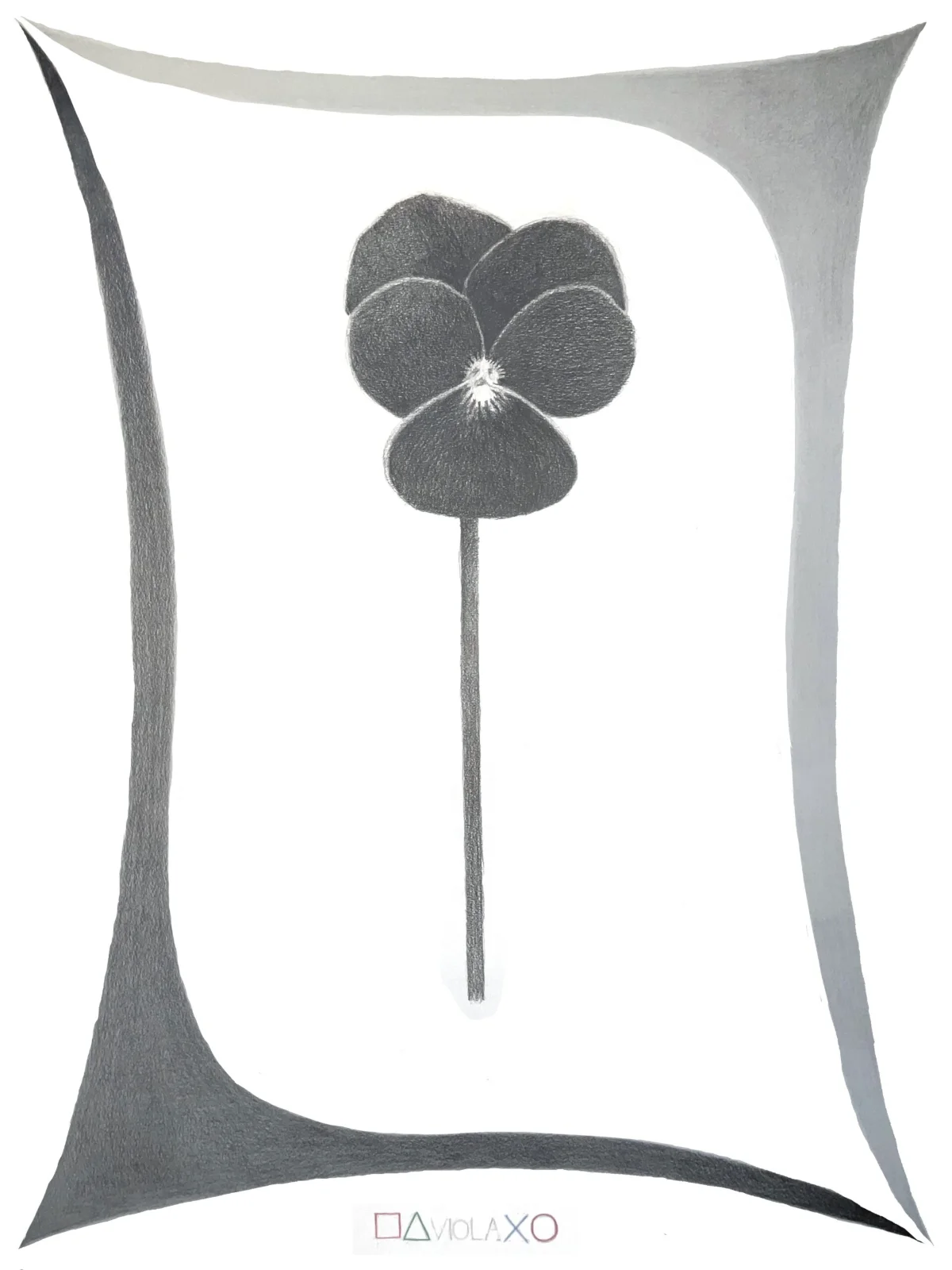 viola