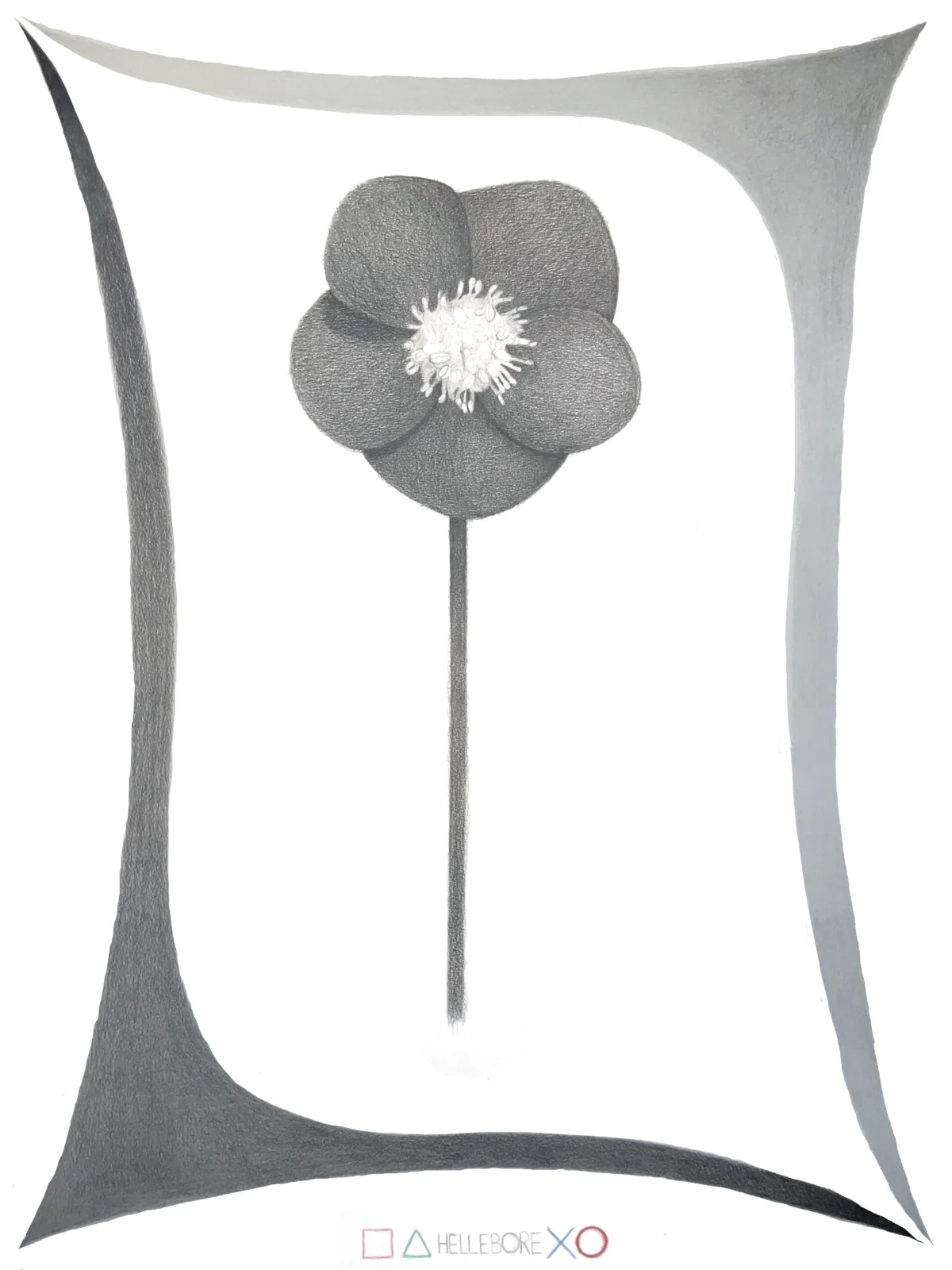 hellebore