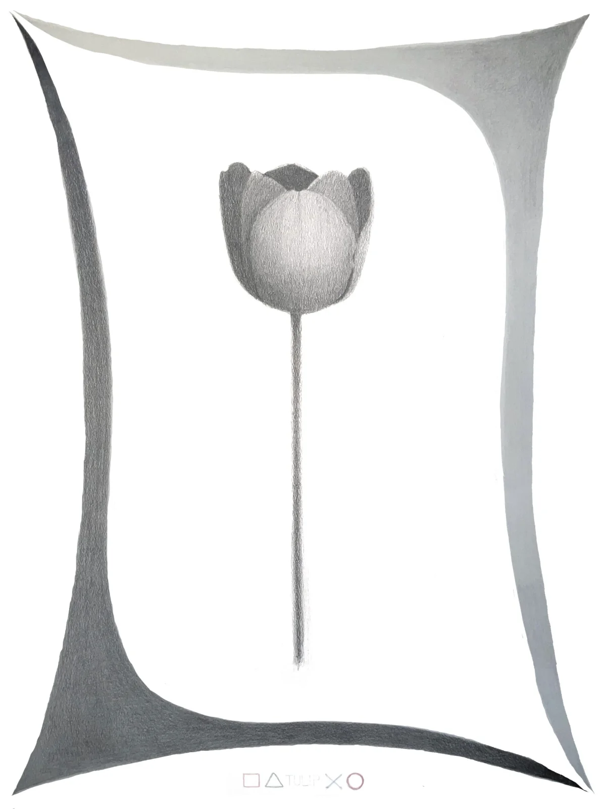 tulip