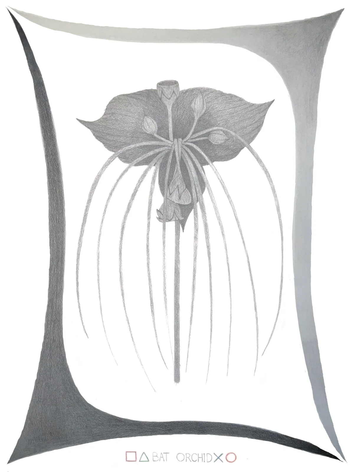 bat orchid