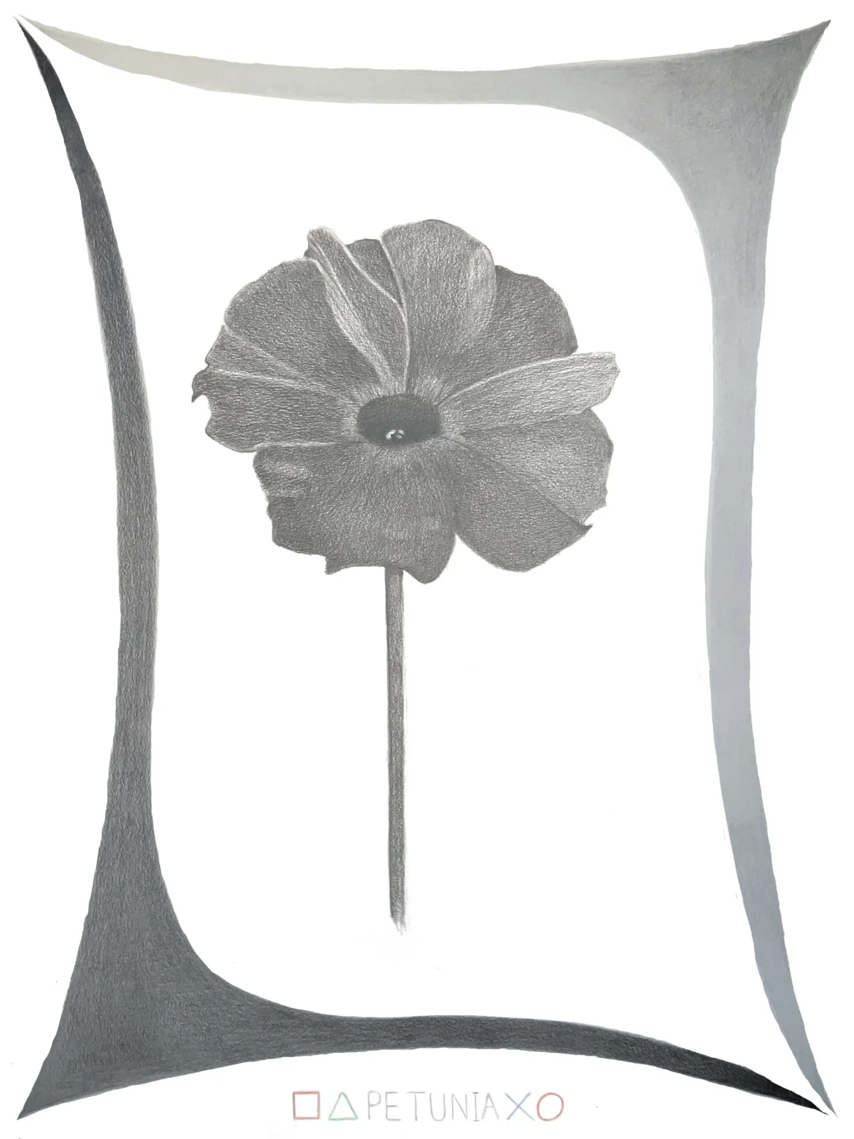 petunia
